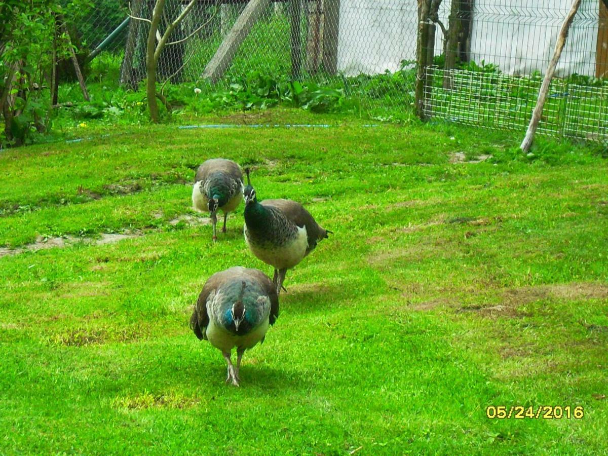Pokoje Goscinne Ostoja Mirsk Ngoại thất bức ảnh